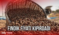 Fındık Fiyatı Kıpırdadı