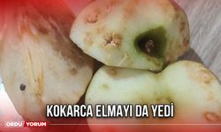 Kokarca Elmayı da Yedi