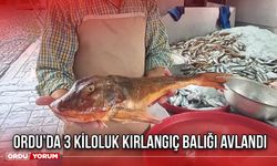 Ordu’da 3 Kiloluk Kırlangıç Balığı Avlandı