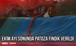 Ekim Ayı Sonunda Patoza Fındık Verildi