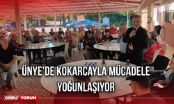 Ünye'de Kokarcayla Mücadele Yoğunlaşıyor