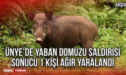 Ünye’de Yaban Domuzu Saldırısı Sonucu 1 Kişi Ağır Yaralandı