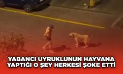 Yabancı uyruklunun hayvana yaptığı o şey herkesi şoke etti