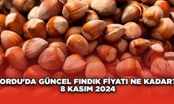 Ordu'da güncel fındık fiyatı ne kadar? 8 Kasım 2024