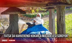 Fatsa’da Kahverengi Kokarca Mücadelesi Sürüyor