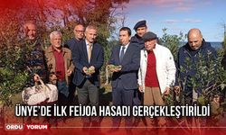 Ünye’de İlk Feijoa Hasadı Gerçekleştirildi