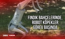 Fındık Bahçelerinde, Robot Köpekler Görev Başında