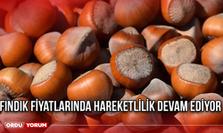 Fındık Fiyatlarında Hareketlilik Devam Ediyor