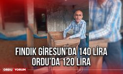 Fındık Giresun’da 140 lira Ordu’da 120 Lira