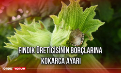 Fındık üreticisinin Borçlarına Kokarca Ayarı