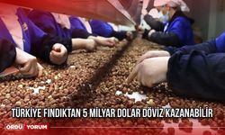 Türkiye Fındıktan 5 Milyar Dolar Döviz Kazanabilir