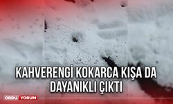 Kahverengi Kokarca Kışa Da Dayanıklı Çıktı