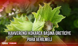 Kahverengi Kokarca Başına Üreticiye Para Verilmeli