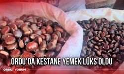 Ordu’da Kestane Yemek Lüks Oldu