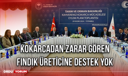 Kokarcadan Zarar Gören Fındık Üreticine Destek Yok