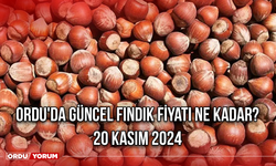 Ordu'da güncel fındık fiyatı ne kadar? 20 Kasım 2024