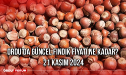 Ordu'da güncel fındık fiyatı ne kadar? 21 Kasım 2024