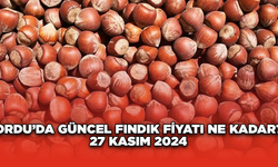 Ordu’da güncel fındık fiyatı ne kadar? 27 Kasım 2024