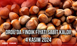 Ordu'da fındık fiyatı sabit kaldı! 4 Kasım 2024