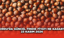 Ordu'da güncel fındık fiyatı ne kadar? 23 Kasım 2024