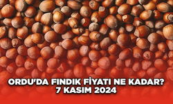 Ordu'da fındık fiyatı ne kadar? 7 Kasım 2024