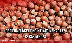 Ordu'da güncel fındık fiyatı Ne kadar? 12 Kasım 2024