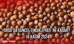 Ordu'da güncel fındık fiyatı  ne kadar? 16 Kasım 2024