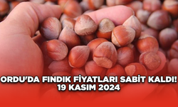 Ordu'da fındık fiyatları sabit kaldı! 19 Kasım 2024