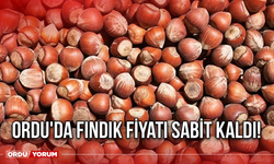 Ordu'da fındık fiyatı sabit kaldı!