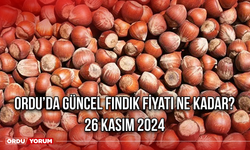 Ordu’da güncel fındık fiyatı ne kadar? 26 Kasım 2024