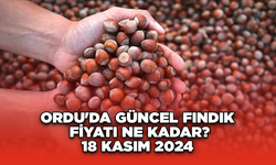 Ordu'da güncel fındık fiyatı ne kadar? 18 Kasım 2024