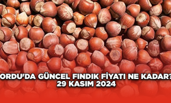 Ordu'da güncel fındık fiyatı ne kadar? 29 Kasım 2024