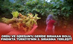 Ordu ve Giresun’u Geride Bırakan Bolu, Fındıkta Türkiye’nin 2. Sırasına Yerleşti