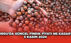 Ordu'da güncel fındık fiyatı ne kadar? 5 Kasım 2024