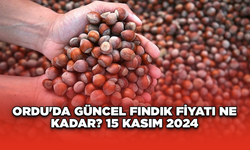 Ordu'da güncel fındık fiyatı ne kadar? 15 Kasım 2024