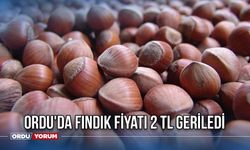 Ordu'da Fındık Fiyatı 2 TL Geriledi