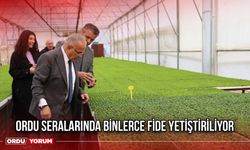 Ordu Seralarında Binlerce Fide Yetiştiriliyor