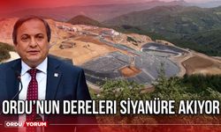 Ordu’nun Dereleri Siyanüre Akıyor