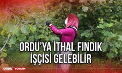 Ordu’ya İthal Fındık İşçisi Gelebilir