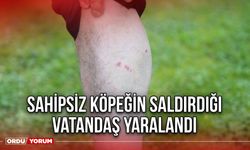 Sahipsiz Köpeğin Saldırdığı Vatandaş Yaralandı