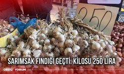 Sarımsak Fındığı Geçti: Kilosu 250 Lira