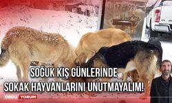 Soğuk Kış Günlerinde Sokak Hayvanlarını Unutmayalım!