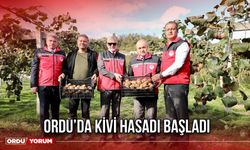 Ordu'da Kivi Hasadı Başladı