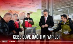 Gebe Düve Dağıtımı Yapıldı