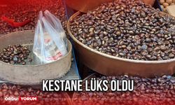 Kestane Lüks Oldu