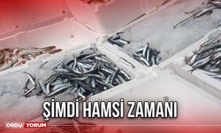 Şimdi Hamsi Zamanı