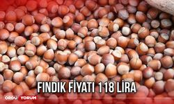 Fındık Fiyatı 118 Lira