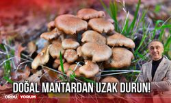 Doğal Mantardan Uzak Durun!