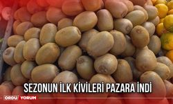 Sezonun İlk Kivileri Pazara İndi