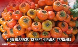 Kışın Habercisi 'Cennet Hurması' Tezgahta